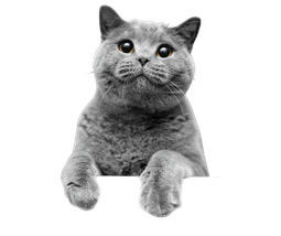 gato