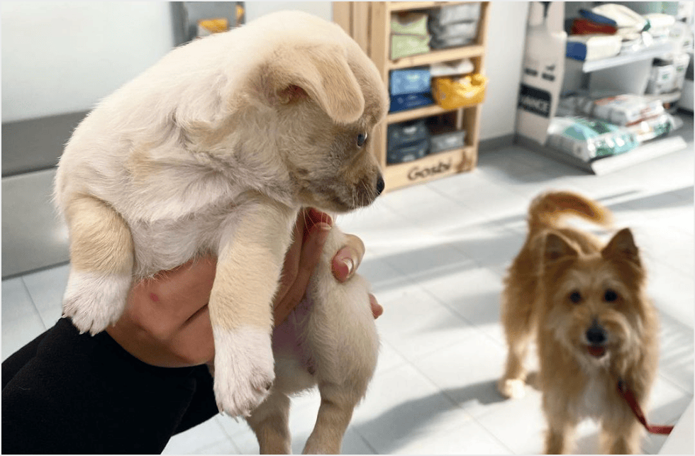 veterinaria perro