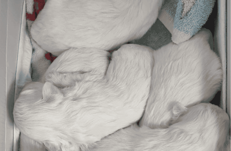 camada de perros