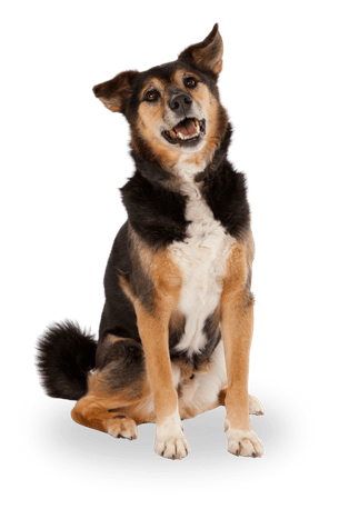perro